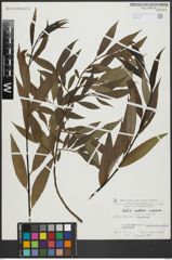 Foto von Salix alba L. x Salix fragilis L.